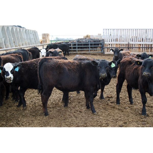 John Schapansky - 650# Steers - 50 Head (Lethbridge, AB)