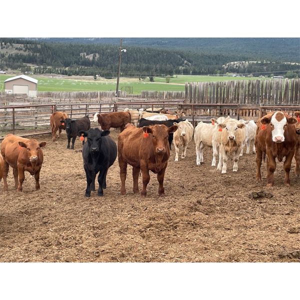 Westwold View Farms - 835# Steers - 145 Head (Westwold, BC)