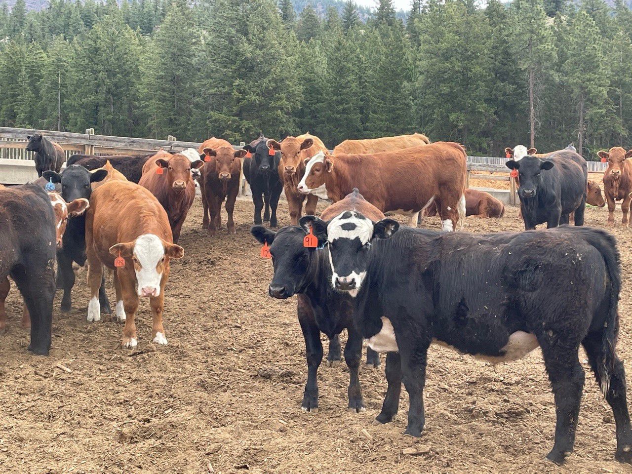 Westwold View Farms 835 Steers 145 Head (Westwold, BC) Team
