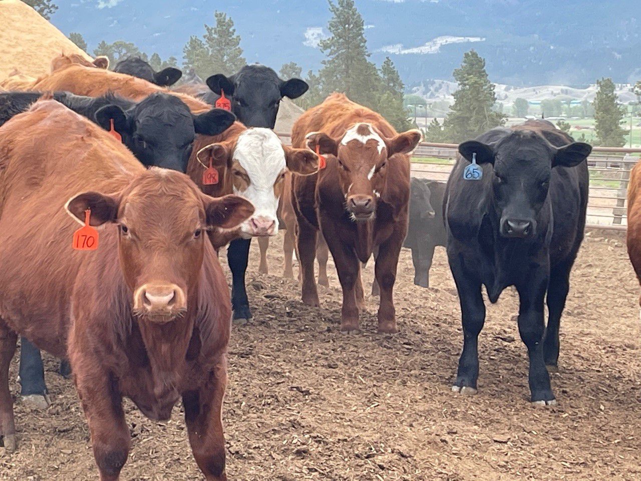 Westwold View Farms 835 Steers 145 Head (Westwold, BC) Team