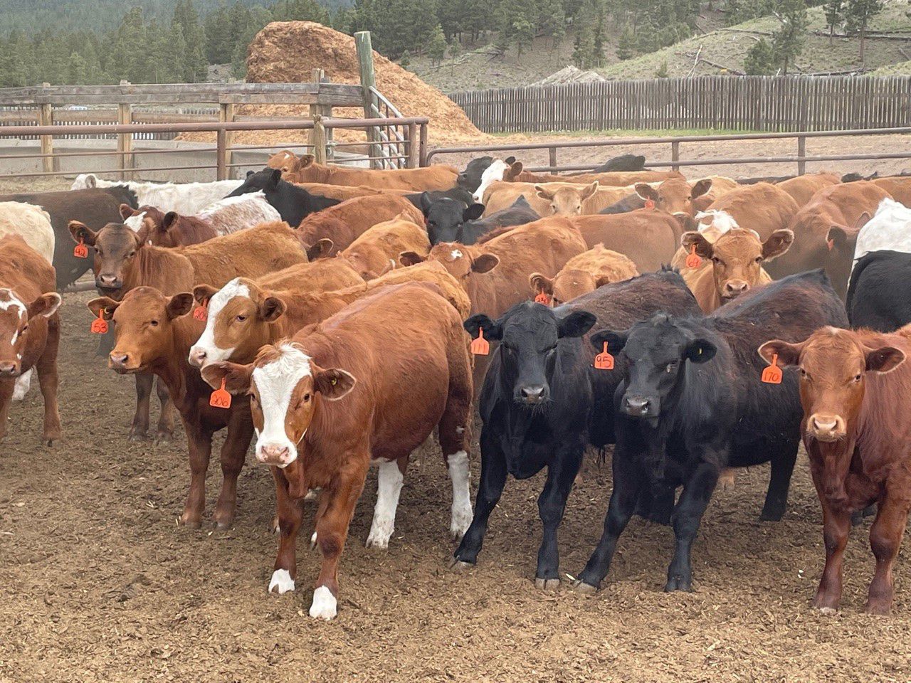 Westwold View Farms 835 Steers 145 Head (Westwold, BC) Team