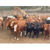 Image 4 : Westwold View Farms - 835# Steers - 145 Head (Westwold, BC)
