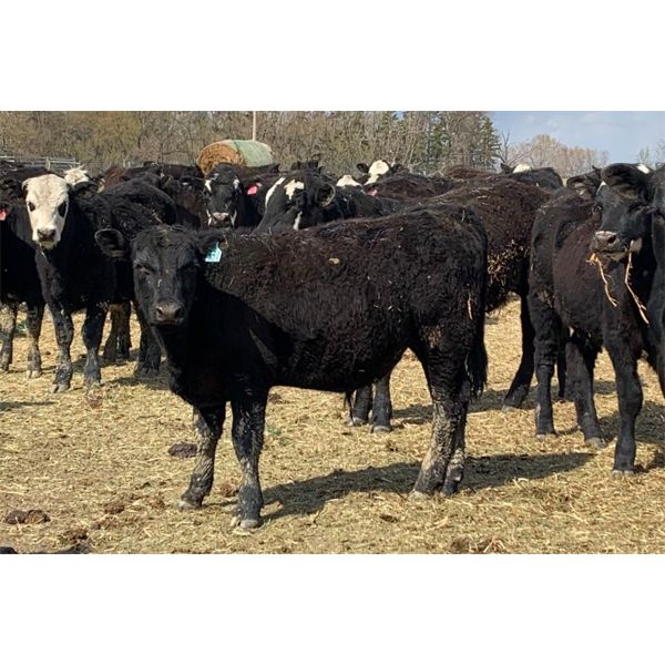 High Plains Ranch - 720# Steers - 180 Head (Whitewood, SK)