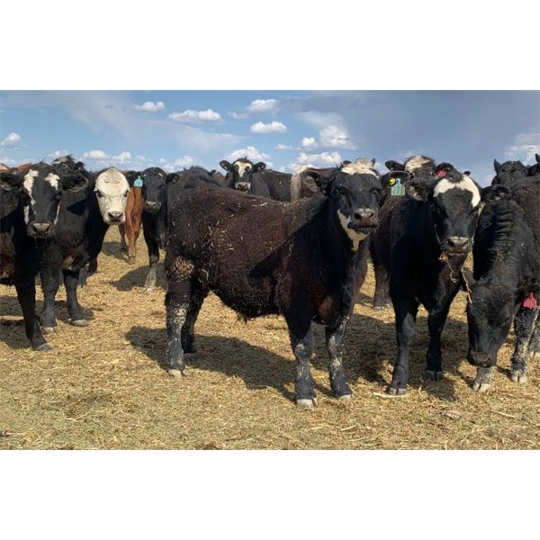 High Plains Ranch - 630# Steers - 100 Head (Whitewood, SK)