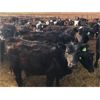 Image 5 : Blue Goose Cattle Co. - 630# Heifers - 270 Head (Ashcroft, BC)