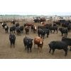 Image 1 : B & B Feeders Inc. 865# Heifers - 166 Head (Coaldale, AB)
