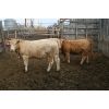 Image 2 : B & B Feeders Inc. 865# Heifers - 166 Head (Coaldale, AB)