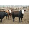 Image 3 : B & B Feeders Inc. 865# Heifers - 166 Head (Coaldale, AB)
