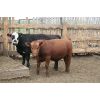 Image 5 : B & B Feeders Inc. 865# Heifers - 166 Head (Coaldale, AB)