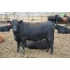 Image 6 : B & B Feeders Inc. 865# Heifers - 166 Head (Coaldale, AB)