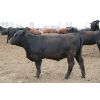 Image 7 : B & B Feeders Inc. 865# Heifers - 166 Head (Coaldale, AB)