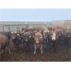 Image 2 : Rattlesnake Feeders - 875# Heifers - 190 Head (Medicine Hat, AB)