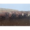 Image 3 : Rattlesnake Feeders - 875# Heifers - 190 Head (Medicine Hat, AB)