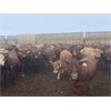 Image 4 : Rattlesnake Feeders - 875# Heifers - 190 Head (Medicine Hat, AB)