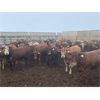 Image 6 : Rattlesnake Feeders - 875# Heifers - 190 Head (Medicine Hat, AB)