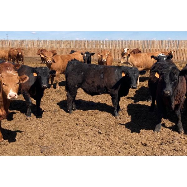 Prairie Wind Land & Cattle - 825# Steers - 308 Head (Coaldale, AB)