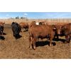 Image 2 : Prairie Wind Land & Cattle - 825# Steers - 308 Head (Coaldale, AB)