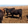 Image 3 : Prairie Wind Land & Cattle - 825# Steers - 308 Head (Coaldale, AB)