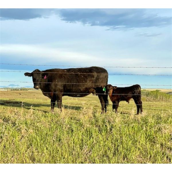 Riley Bezjack - 25 Black 2nd & 3rd Calf Pairs (Airdrie, AB)