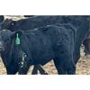 Image 5 : Riley Bezjack - 25 Black 2nd & 3rd Calf Pairs (Airdrie, AB)