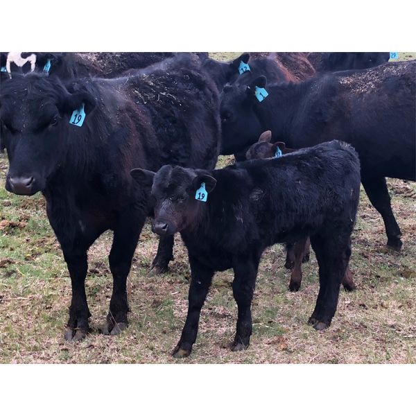 Rick Ross - 32 Black/BBF 1st Calf Pairs (Langham, SK)