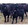 Image 1 : Rick Ross - 32 Black/BBF 1st Calf Pairs (Langham, SK)