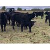 Image 5 : Rick Ross - 32 Black/BBF 1st Calf Pairs (Langham, SK)