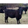 Image 6 : Rick Ross - 32 Black/BBF 1st Calf Pairs (Langham, SK)