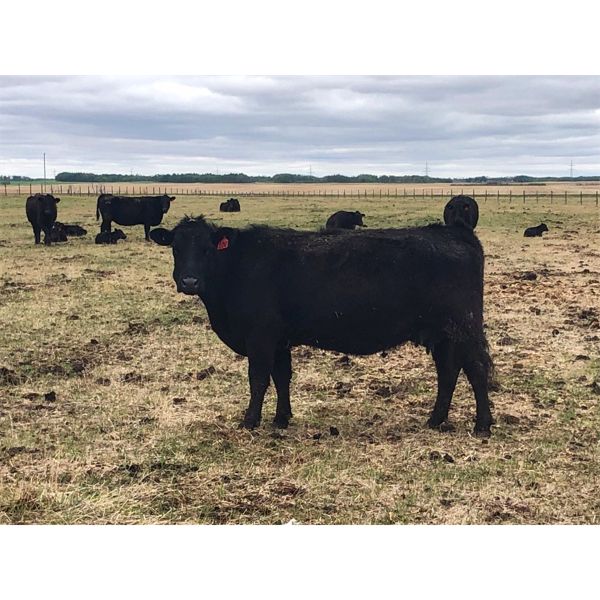 Rick Ross - 29 Black/BBF 3rd Calf Pairs (Langham, SK)