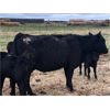 Image 3 : Rick Ross - 29 Black/BBF 3rd Calf Pairs (Langham, SK)