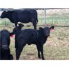 Image 5 : Rick Ross - 29 Black/BBF 3rd Calf Pairs (Langham, SK)