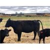 Image 2 : Rick Ross - 29 Black/BBF 3rd Calf Pairs (Langham, SK)