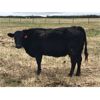 Image 6 : Rick Ross - 29 Black/BBF 3rd Calf Pairs (Langham, SK)