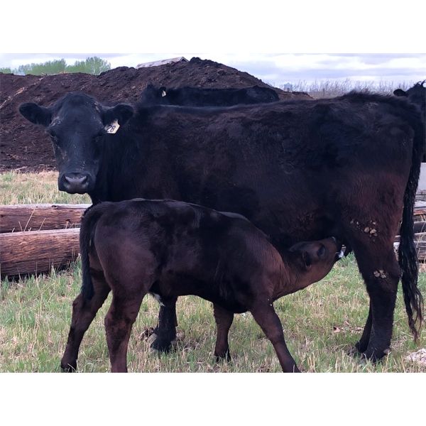 Rick Ross - 40 Black/BBF 4th Calf Pairs (Langham, SK)