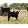 Image 2 : Rick Ross - 40 Black/BBF 4th Calf Pairs (Langham, SK)