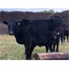 Image 3 : Rick Ross - 40 Black/BBF 4th Calf Pairs (Langham, SK)