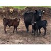 Image 5 : Rick Ross - 40 Black/BBF 4th Calf Pairs (Langham, SK)