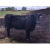 Image 6 : Rick Ross - 40 Black/BBF 4th Calf Pairs (Langham, SK)