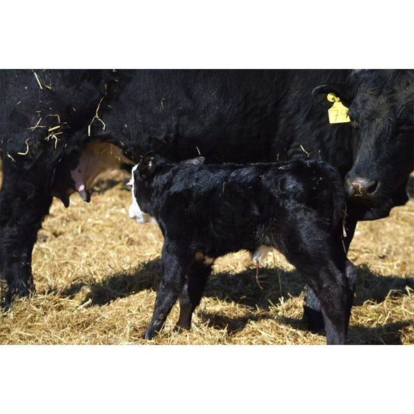 Cactus Ridge Cattle Co. - 35 Pairs (Chauvin, AB)