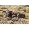 Image 6 : Cactus Ridge Cattle Co. - 35 Pairs (Chauvin, AB)