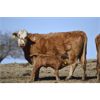 Image 2 : Cactus Ridge Cattle Co. - 35 Pairs (Chauvin, AB)