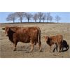 Image 3 : Cactus Ridge Cattle Co. - 35 Pairs (Chauvin, AB)