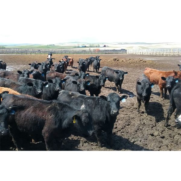 Kent Fenton - 748# Steers - 70 Head (High River, AB)