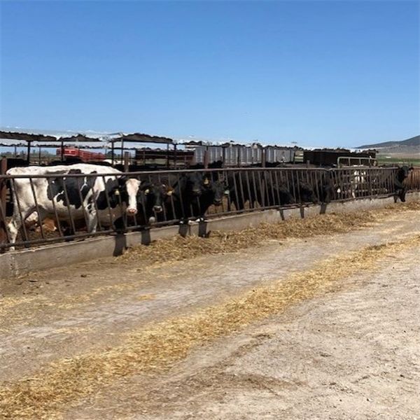 ID Dairies/Ranches - 89 Cows - Burley, ID