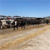 Image 1 : ID Dairies/Ranches - 89 Cows - Burley, ID