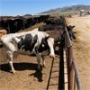 Image 2 : ID Dairies/Ranches - 89 Cows - Burley, ID