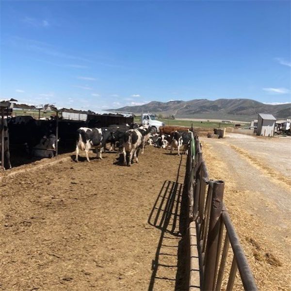 ID Dairies/Ranches - 93 Cows - Burley, ID