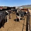 Image 2 : ID Dairies/Ranches - 93 Cows - Burley, ID