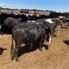 Image 3 : ID Dairies/Ranches - 93 Cows - Burley, ID