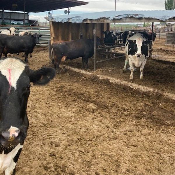 ID Dairies/Ranches - 81 Cows - Burley, ID